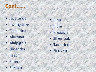 •
•
•
•
•
•
•
•
•

Jacaranda
Javafig tree
Casuarina
Murraya
Malpighia
Oleander
Peach
Pines
Pilkhan

•
•
•
•
•
•

Pipal
Plum
Prosopis
Silver oak
Tamarind
Ficus sps

 