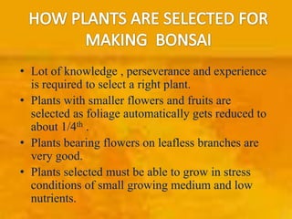 • Lot of knowledge , perseverance and experience
is required to select a right plant.
• Plants with smaller flowers and fruits are
selected as foliage automatically gets reduced to
about 1/4th .
• Plants bearing flowers on leafless branches are
very good.
• Plants selected must be able to grow in stress
conditions of small growing medium and low
nutrients.

 