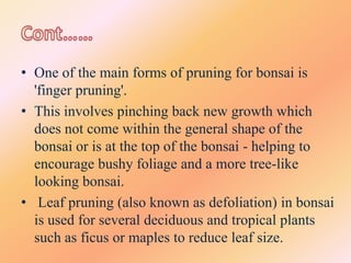 • One of the main forms of pruning for bonsai is
'finger pruning'.
• This involves pinching back new growth which
does not come within the general shape of the
bonsai or is at the top of the bonsai - helping to
encourage bushy foliage and a more tree-like
looking bonsai.
• Leaf pruning (also known as defoliation) in bonsai
is used for several deciduous and tropical plants
such as ficus or maples to reduce leaf size.

 