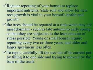 Regular repotting of your bonsai to replace
important nutrients, 'stale soil' and allow for new
root growth is vital to your bonsai's health and
growth.
the trees should be repotted at a time when they are
most dormant - such as late autumn to early spring,
so that they are subjected to the least amount of
stress possible. Young or small bonsai require
repotting every two or three years, and older and
larger specimens less often.
To repot, carefully lift the tree out of its current pot
by tilting it to one side and trying to move it by the
base of the trunk.

 