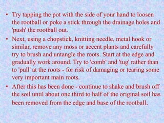 • Try tapping the pot with the side of your hand to loosen
the rootball or poke a stick through the drainage holes and
'push' the rootball out.
• Next, using a chopstick, knitting needle, metal hook or
similar, remove any moss or accent plants and carefully
try to brush and untangle the roots. Start at the edge and
gradually work around. Try to 'comb' and 'tug' rather than
to 'pull' at the roots - for risk of damaging or tearing some
very important main roots.
• After this has been done - continue to shake and brush off
the soil until about one third to half of the original soil has
been removed from the edge and base of the rootball.

 