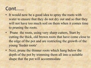 Cont……
• It would now be a good idea to spray the roots with
water to ensure that they do not dry out and so that they
will not have too much soil on them when it comes time
to pruning the roots.
• Prune the roots, using very sharp cutters, Start by
cutting the thick, old brown roots that have come close to
the edge of the pot and are restricting the growth of the
young 'feeder roots‘
• Next, prune the thinner roots which hang below the
depth of the pot by trimming them all into a suitable
shape that the pot will accommodate

 