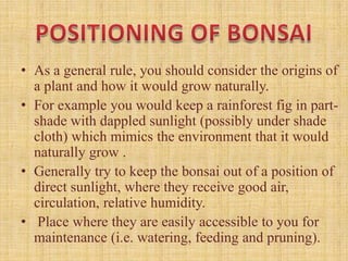• As a general rule, you should consider the origins of
a plant and how it would grow naturally.
• For example you would keep a rainforest fig in partshade with dappled sunlight (possibly under shade
cloth) which mimics the environment that it would
naturally grow .
• Generally try to keep the bonsai out of a position of
direct sunlight, where they receive good air,
circulation, relative humidity.
• Place where they are easily accessible to you for
maintenance (i.e. watering, feeding and pruning).

 
