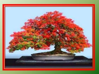 Bonsai establishment and maintainance by ravikumar JN