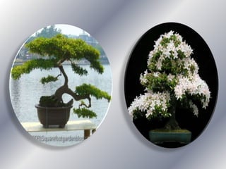 Bonsai establishment and maintainance by ravikumar JN