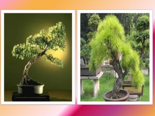 Bonsai establishment and maintainance by ravikumar JN