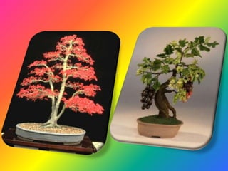 Bonsai establishment and maintainance by ravikumar JN