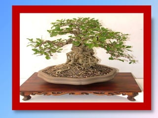 Bonsai establishment and maintainance by ravikumar JN