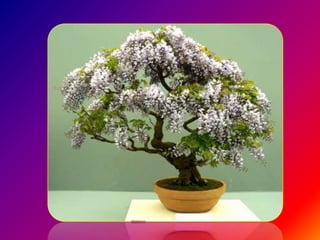 Bonsai establishment and maintainance by ravikumar JN