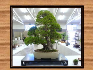 Bonsai establishment and maintainance by ravikumar JN