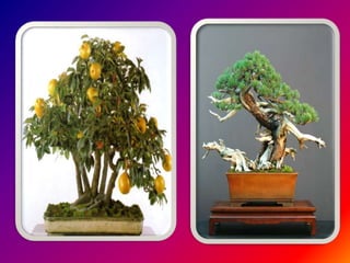 Bonsai establishment and maintainance by ravikumar JN