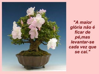 "A maior glória não é ficar de pé,mas levantar-se cada vez que se cai." 