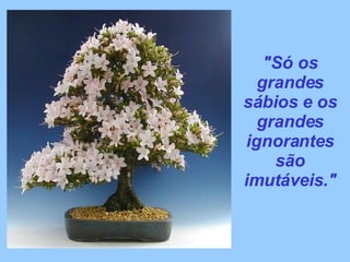 "Só os grandes sábios e os grandes ignorantes são imutáveis." 