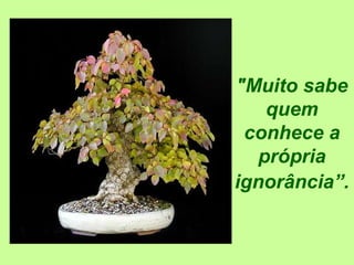 "Muito sabe 
quem 
conhece a 
própria 
ignorância”. 
 