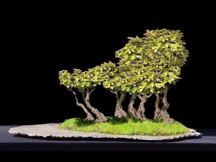bonsai by edith tiempo pdf bonsai by edith tiempo pdf