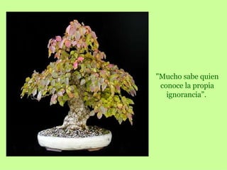 "Mucho sabe quien conoce la propia ignorancia”.   