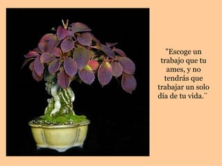 "Escoge un
 trabajo que tu
   ames, y no
  tendrás que
trabajar un solo
día de tu vida.¨
 