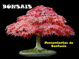 BONSAIS Pensamientos de Confucio 