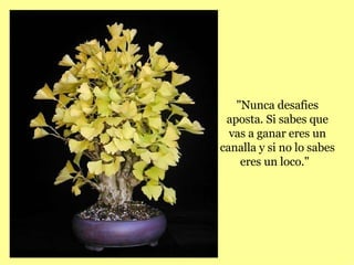 "Nunca desafies aposta. Si sabes que vas a ganar eres un canalla y si no lo sabes eres un loco."   