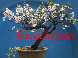Bonsai infloriti   