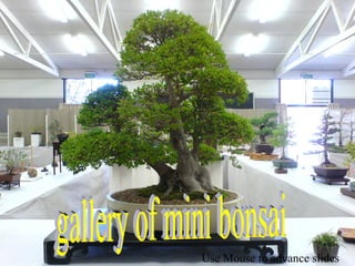 gallery of mini bonsai Use Mouse to advance slides 