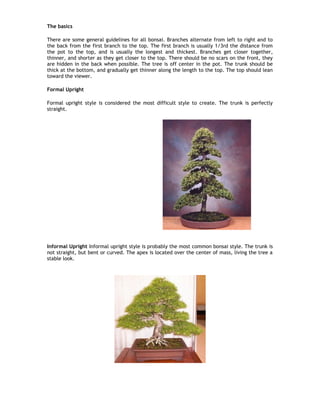 groupon bambus Buy Bambusa multiplex var. riviereorum 'Green Giant' Clumping Bamboo — Mr  Maple │ Buy Japanese Maple Trees main image 0