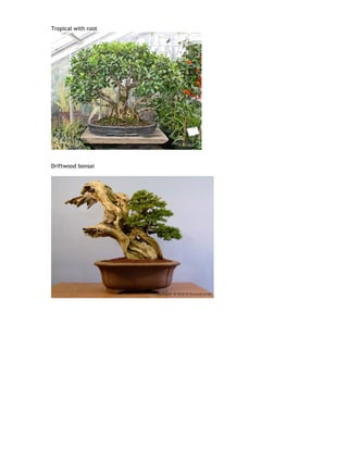 Tropical with root
Driftwood bonsai
 