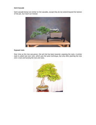Semi-Cascade
Semi-cascade bonsai are similar to full cascades, except they do not extend beyond the bottom
of the pot, but reach out instead.
Exposed roots
Over time as this tree was grown, the soil line has been lowered, exposing the roots. A similar
style is called root over rock, which uses the same technique, but only after planting the tree
over a rock and burying the rock and roots.
 