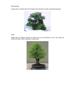 Rock plantings
A large rock in a shallow dish with multiple trees and plants creates a beautiful landscape.
Flame
Ginkgo trees are popular material for bonsai, but are very difficult to train. They nearly all
receive this style, which resembles a candle flame.
 