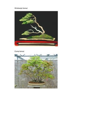 Windswept bonsai
Clump bonsai
 