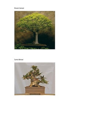 Broom bonsai
Sumo Bonsai
 