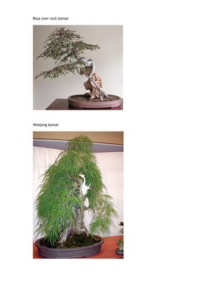 Root over rock bonsai
Weeping bonsai
 