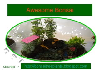 Awesome Bonsai http://bonsaitreeplants.blogspot.com Click Here - -> 