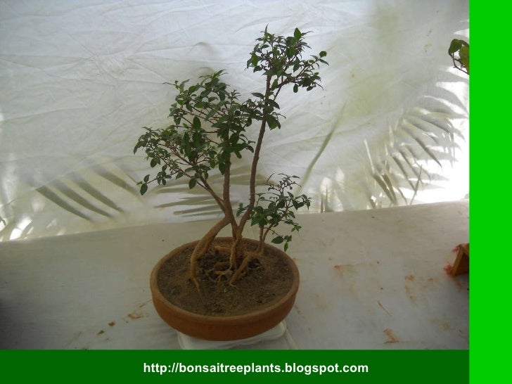 Bonsai By Edith Tiempo Pdf