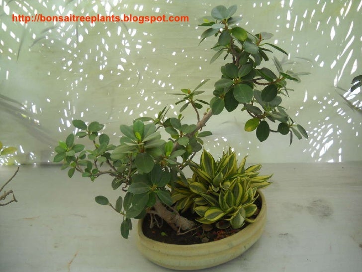 Bonsai Tree Growing Bonsai Plants Technique Training