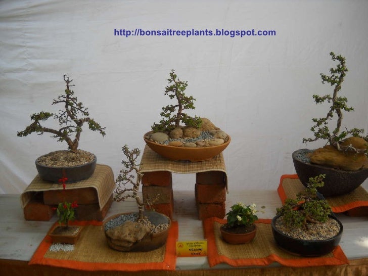 bonsai edith tiempo Read analysis on bonsai from the story philippine literature in english compilation of stories, midterms by paumarquina with 3,564 reads footnote edith tiempo starts out her poem by describing what she does with love. bonsai edith tiempo Read analysis on bonsai from the story philippine literature in english compilation of stories, midterms by paumarquina with 3,564 reads footnote edith tiempo starts out her poem by describing what she does with love.