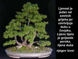 L j enost je jedan od smrtnih gr ij eha jer umrtvljuje dušu u čov j eku. L ij eno t ij elo je  gnijezdo  poroka, l ij ena duša  njegov izvor   