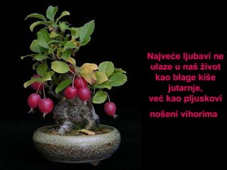 Najveće ljubavi ne ulaze u naš život kao  blag e  kiš e  jutarnj e , već kao  pljus kovi  nošeni vihorima   