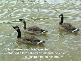 Elles restent avec l’oie tombée
   tant qu’elle n’est pas en mesure de voler
                ou jusqu’à ce qu’elle meure.
 