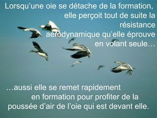 Lorsqu’une oie se détache de la formation,
                elle perçoit tout de suite la
                                  résistance
           aérodynamique qu’elle éprouve
                         en volant seule…




…aussi elle se remet rapidement
      en formation pour profiter de la
poussée d’air de l’oie qui est devant elle.
 