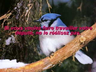 Si vous voulez faire travailler votre député, ne le réélisez pas. 