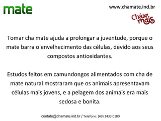www.chamate.ind.br




Tomar cha mate ajuda a prolongar a juventude, porque o
mate barra o envelhecimento das células, devido aos seus
               compostos antioxidantes.

Estudos feitos em camundongos alimentados com cha de
 mate natural mostraram que os animais apresentavam
  células mais jovens, e a pelagem dos animais era mais
                     sedosa e bonita.

             contato@chamate.ind.br / Telefone: (49) 3433.0100
 