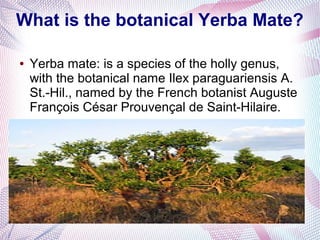 What is the botanical Yerba Mate?
● Yerba mate: is a species of the holly genus,
with the botanical name Ilex paraguariensis A.
St.-Hil., named by the French botanist Auguste
François César Prouvençal de Saint-Hilaire.
●
 