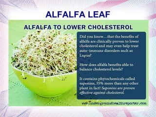 ALFALFA LEAF
 
