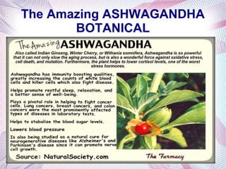 The Amazing ASHWAGANDHA
BOTANICAL
 