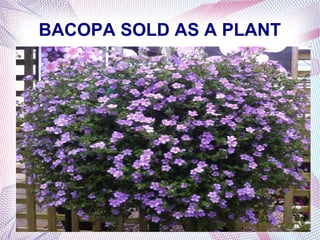 BACOPA SOLD AS A PLANT
 