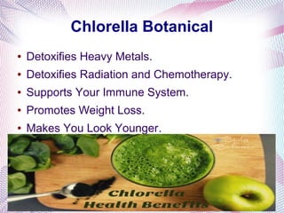 Chlorella Botanical
● Detoxifies Heavy Metals.
● Detoxifies Radiation and Chemotherapy.
● Supports Your Immune System.
● Promotes Weight Loss.
● Makes You Look Younger.
●
 