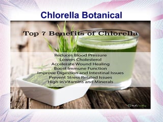 Chlorella Botanical
 