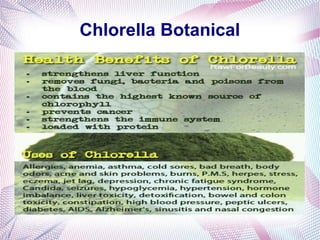 Chlorella Botanical
 