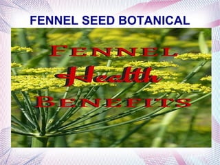 FENNEL SEED BOTANICAL
 